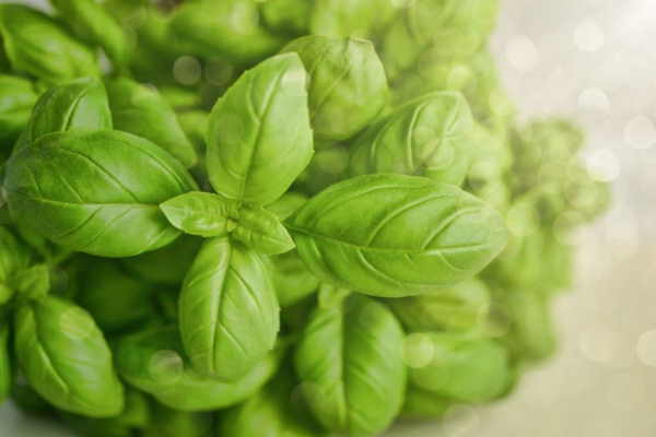 CD177 Cession Ad Res ConseiL Horticulture 6.JPG